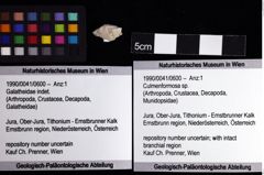 Foto (Objket + Etiketten) von Culmenformosa sp. 